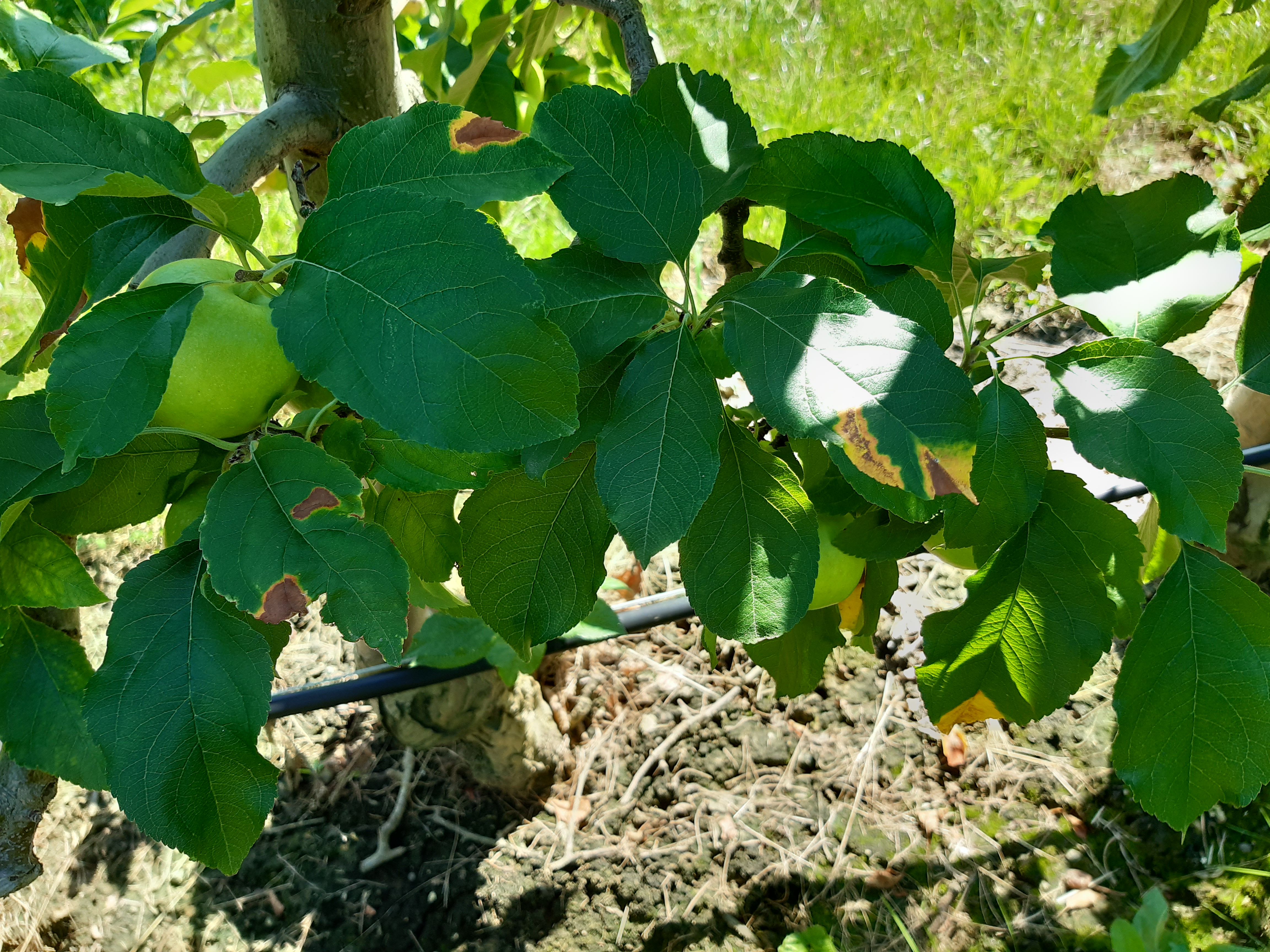 Bild Nr_1 Orientzikade_typisches Befallsbild.jpg